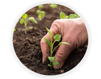 تحفيز النمو الجيد للمحاصيل